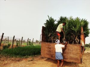 Plants lifting at dasarllapalli village, Kandukur mandal, Ranga Reddy District.