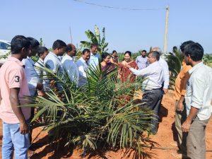 A Vision for Sustainable Growth: Director of Horticulture Visits Oil Palm Fields in Velijerla