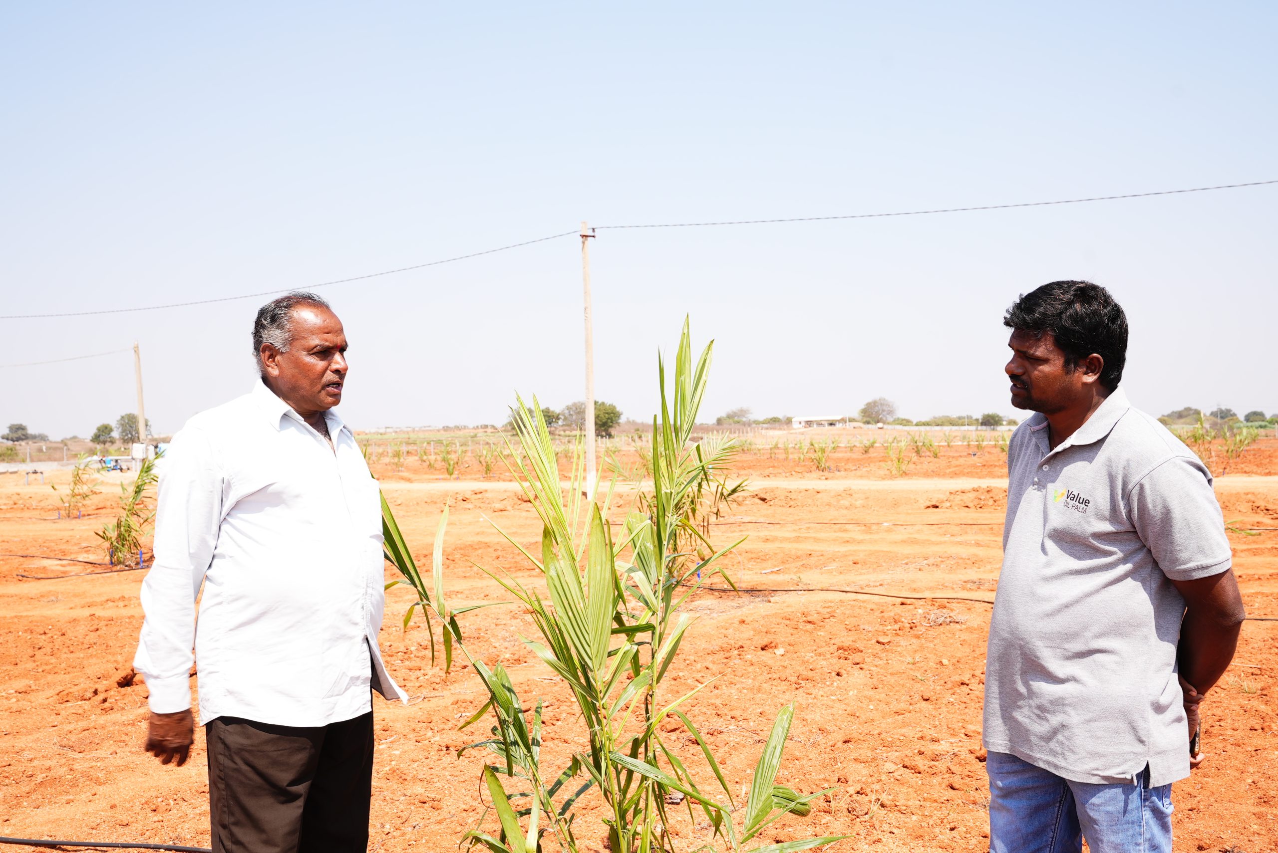“Anjaneyulu’s 7-Acre Leap: Bringing Oil Palm to Kandivaram Fields