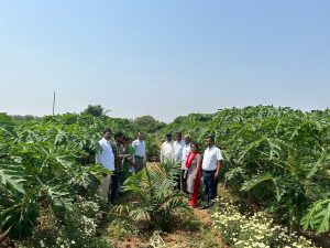 Boosting Income through Oil Palm and Papaya Intercropping