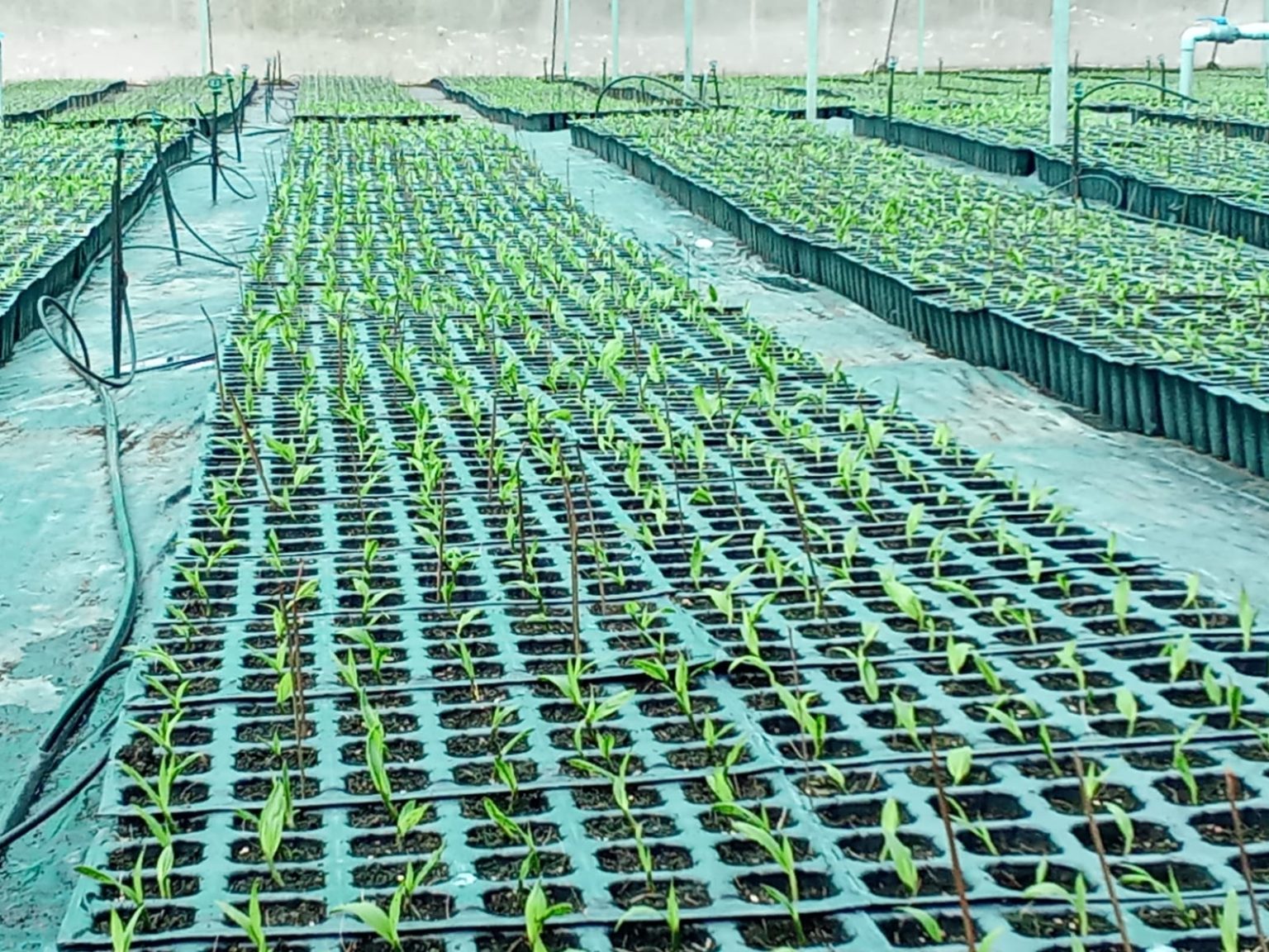 WhatsApp Image 2025-11-05 at 10.45.59