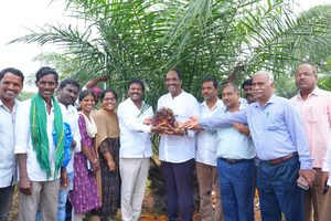 First Oil Palm Harvest Ceremony Held in Rangareddy District, Telangana
